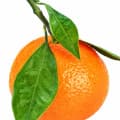 پرتقال ماندارینMandarin Orange