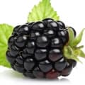 توت سیاه Blackberry