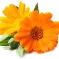 گل همیشه بهار انگلیسیEnglish Marigold