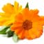 گل همیشه بهار انگلیسیEnglish Marigold