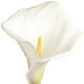 Arum Lily آروم لیلی