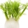 رازیانه.  Fennel
