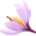 زعفران Saffron