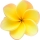 فرانگی پانی Frangipani