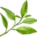 پتی گرینPetitgrain