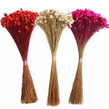 Evergreenهمیشه سبز 