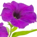گل اطلسی Petunia