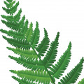 سرخس Fern