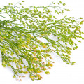 گیاه اسب Horseweed